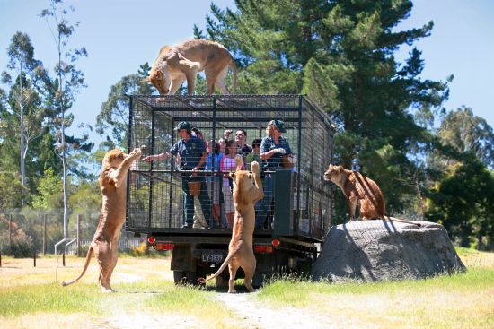 Lion Encounter at Orana Wildlife Park